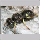 Oxybelus bipunctatus - Fliegenspiesswespe m11a 5mm - OS-Wallenhorst-Tongrube-Lehmwiese.jpg